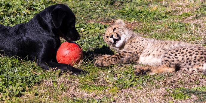 Man's best friend befriends Cheetah cub